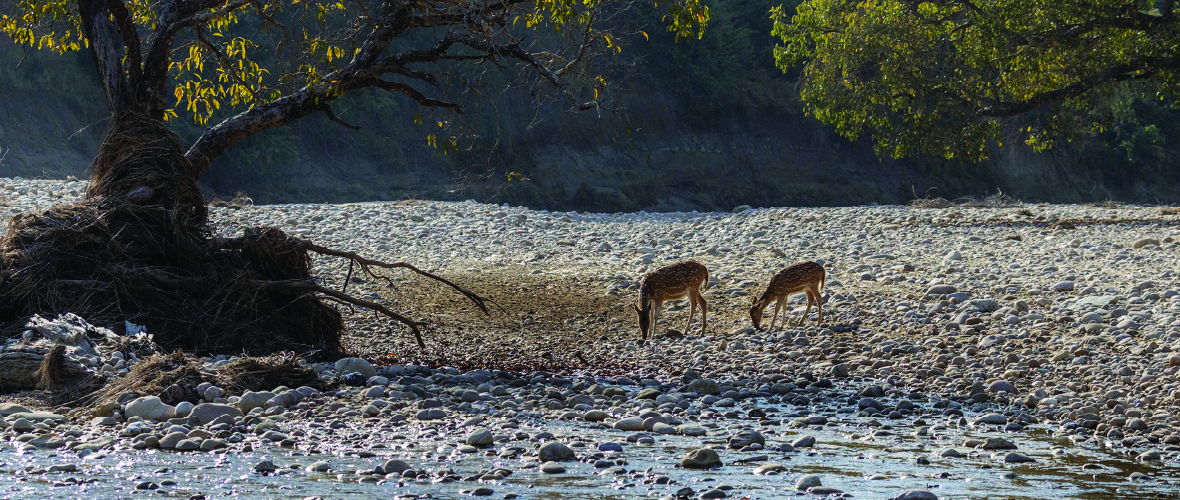 Jim Corbett