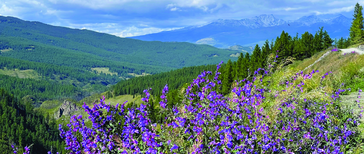 Valley of Flowers