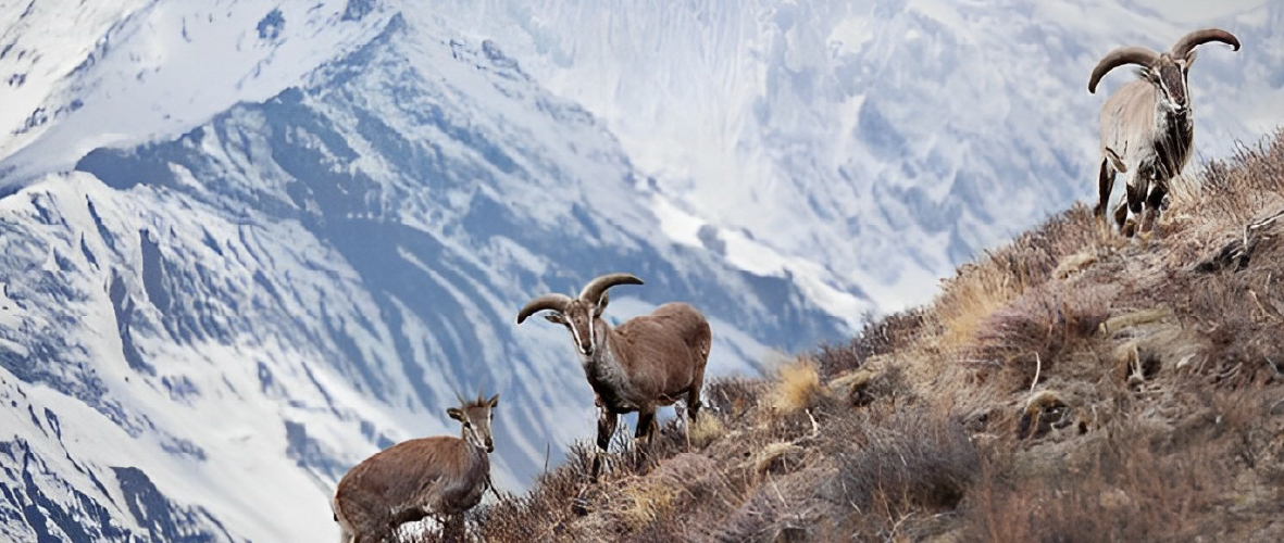 Gangotri National Park