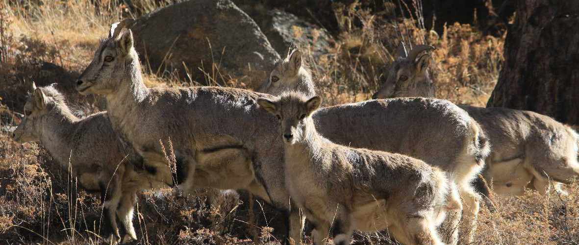 Govind Pashu Vihar National Park and Sanctuary