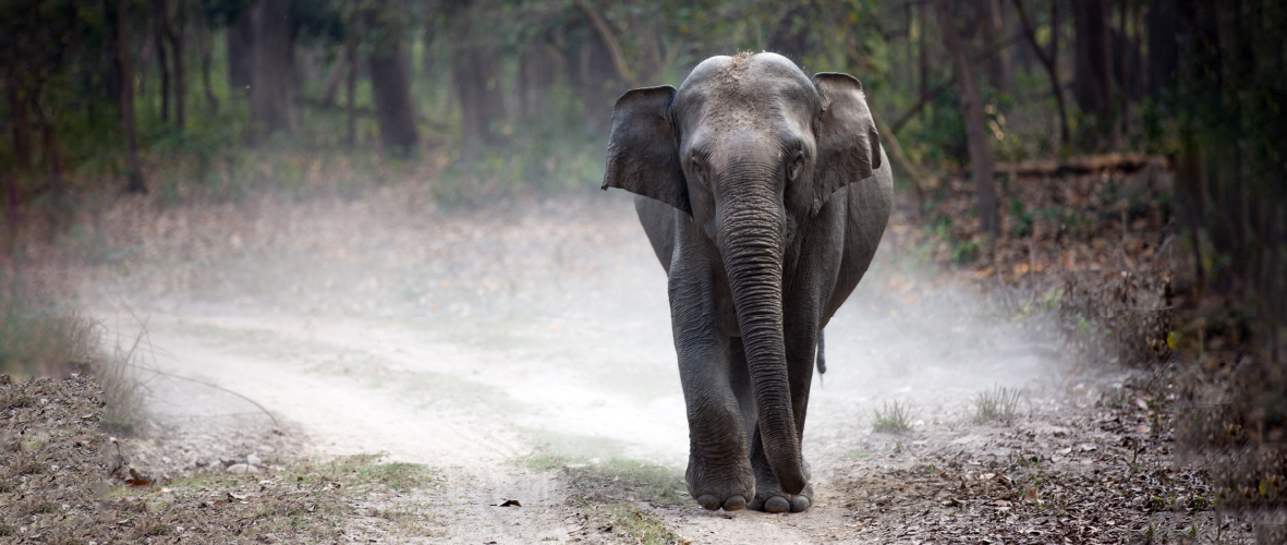 Jim Corbett National Park